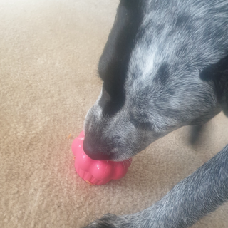 Enrichment Dog Toy the Cupcake from Sodapup Dog Toys and Rover Pet Products