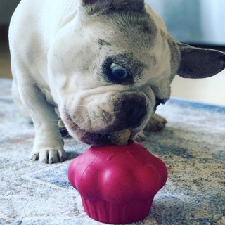 Enrichment Cupcake from Rover Pet Products