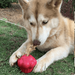 Pink Cupcake stuffed with a Chicken Foot from Sodapup Dog Toys