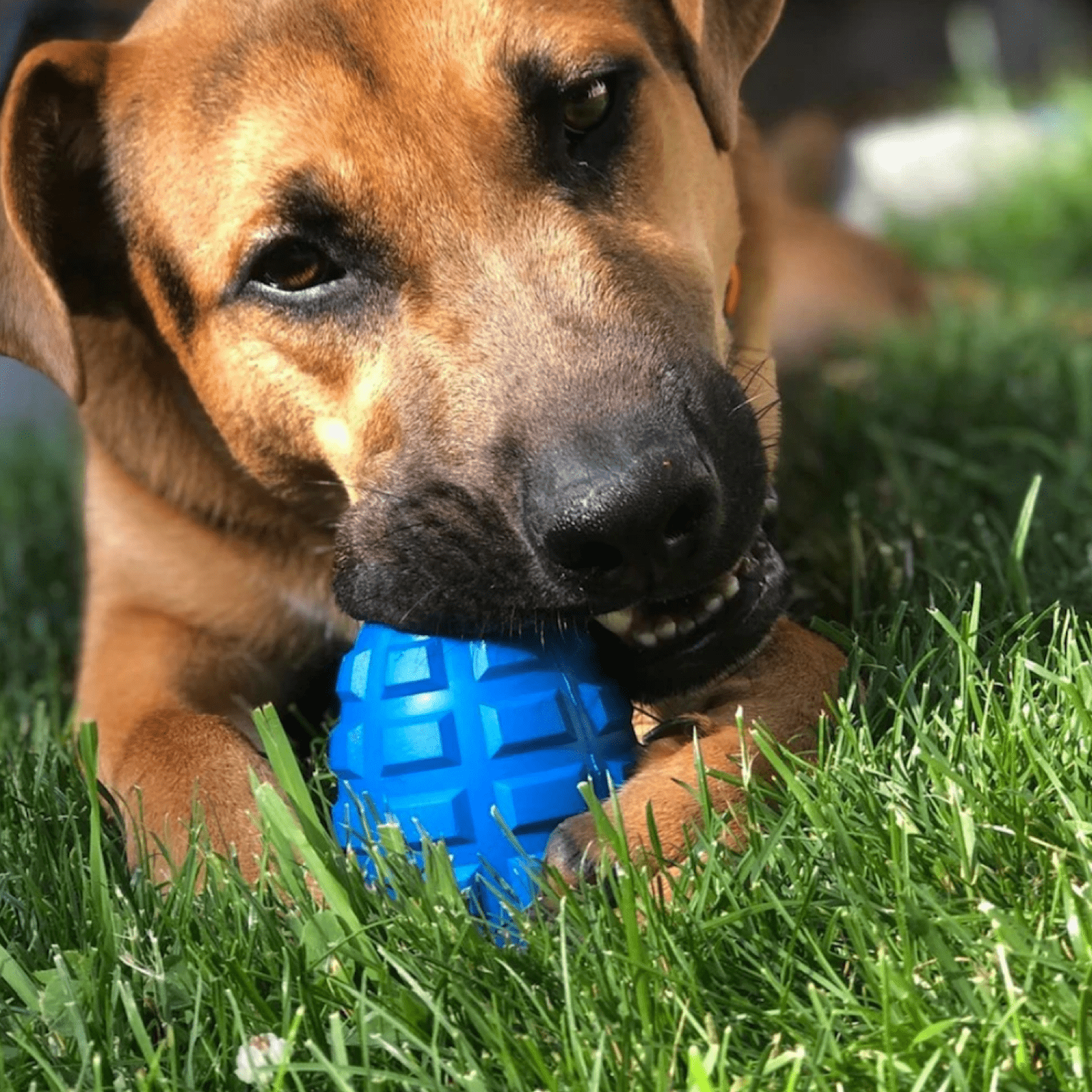 Latex Grenade Chew Toy from Rover Pet Products