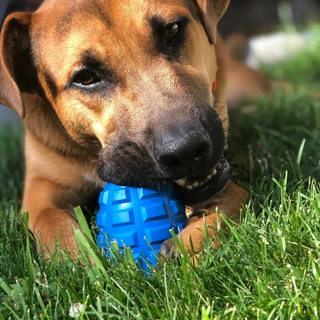 Latex Grenade Chew Toy from Rover Pet Products