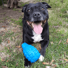 Sodapup Dog Toys Chew Toy Grenade