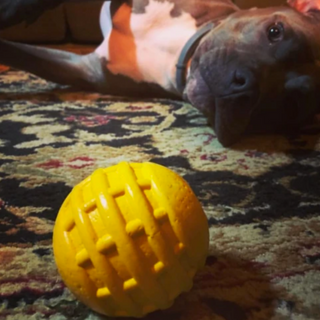 Chew and Retrieval Ball, the ID Ball from Rover Pet Products