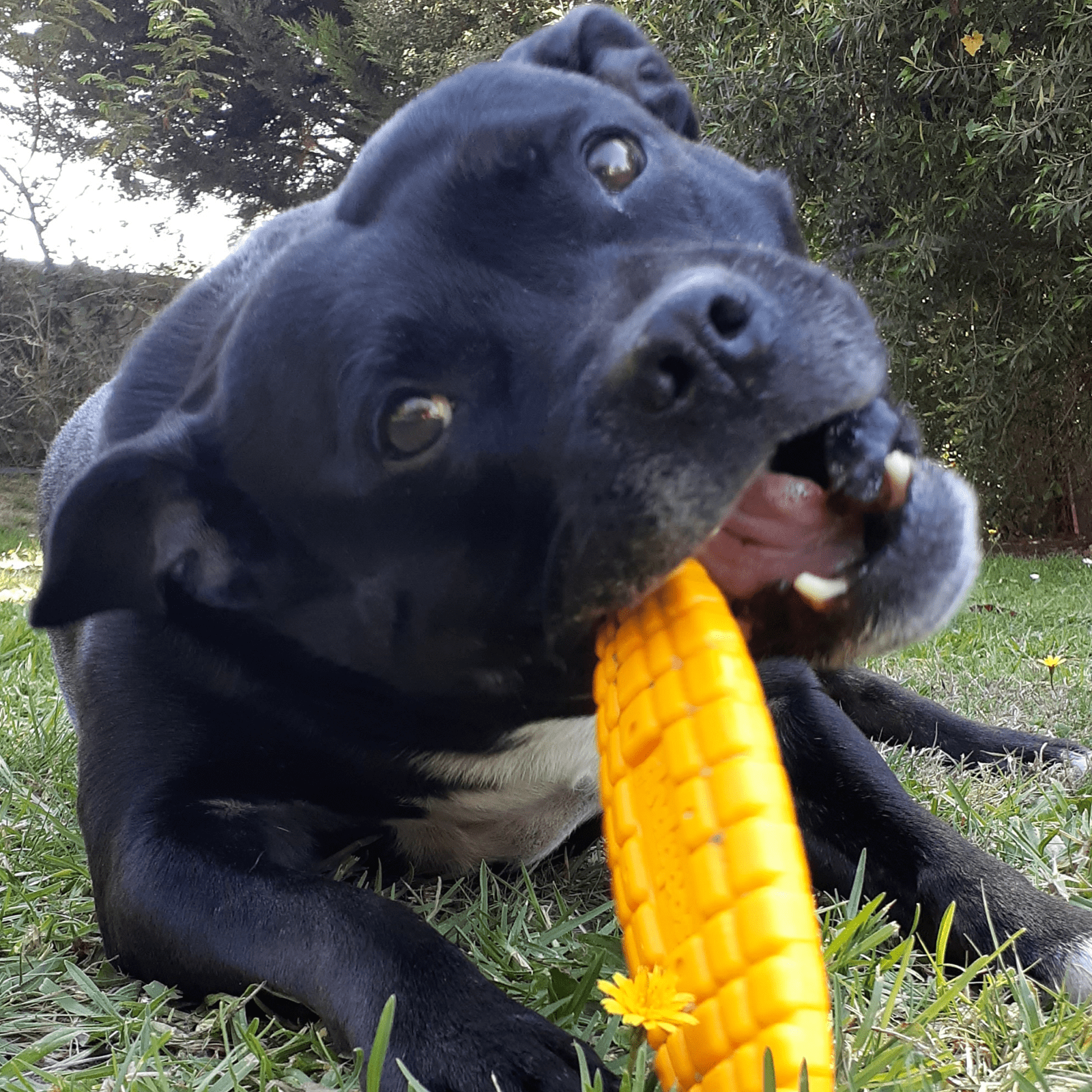 Nylon Corn - For Power Chewing Dogs - from Sodapup Dog Toys and Rover Pet Products