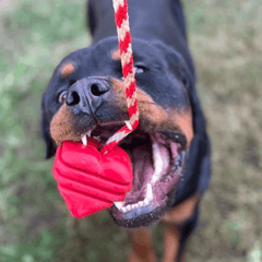 Power Chewer Love Heart Chew Toy in Red from Rover Pet Products