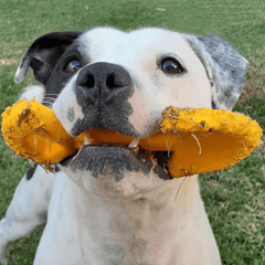 Nylon Power Chewer dog Toy from Rover Pet Products