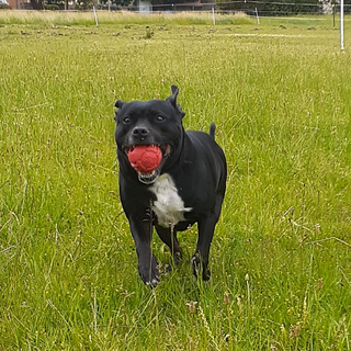 Chew and Fetch Latex Ball from Rover Pet Products