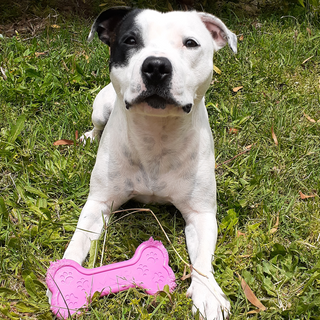 Pink Nylon Bone Power Chewer Dog Toy from Rover Pet Products and Sodapup Dog Toys