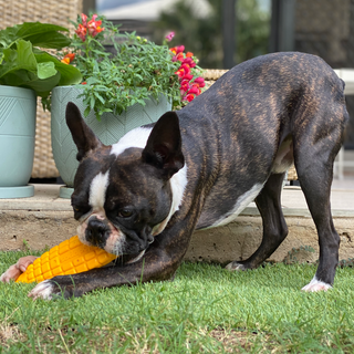 Nylon Power Chew Toys - the Nylon Corn from Rover Pet Products