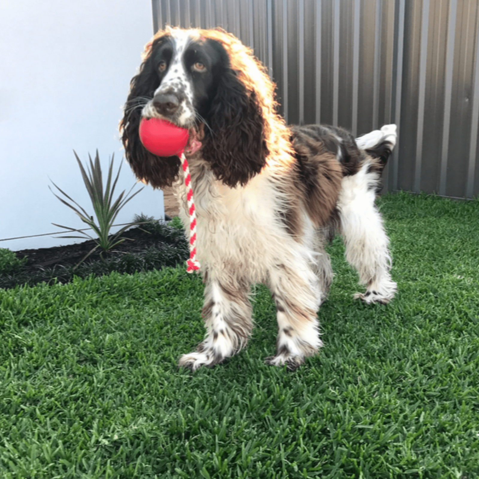 Cherry Bomb Chew Toy from Rover Pet Products