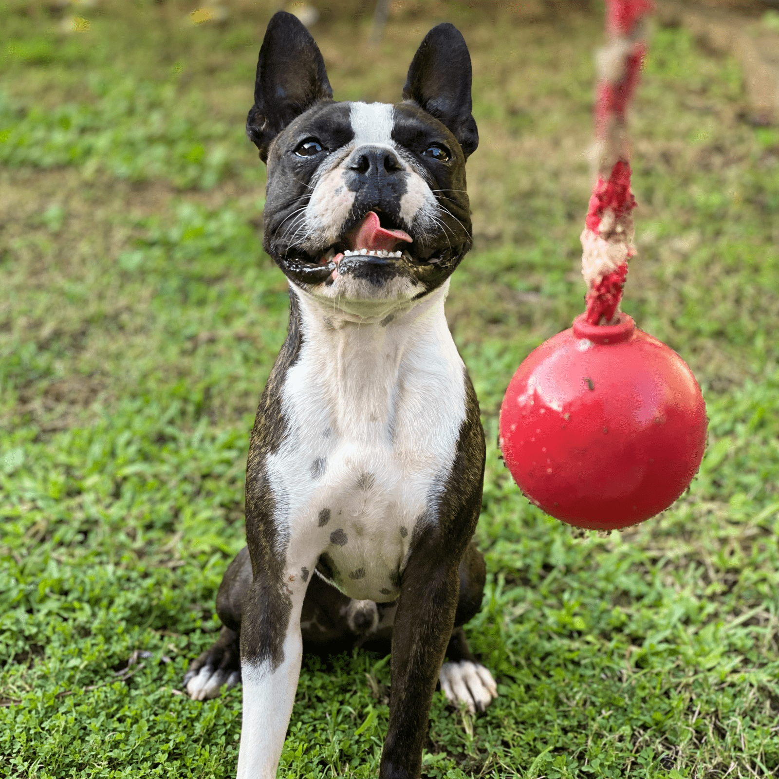 Chew and Retrieval Toy - Cherry Bomb