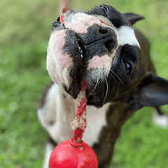 Tug and Fetch Toy Cherry Bomb from Rover Pet Products