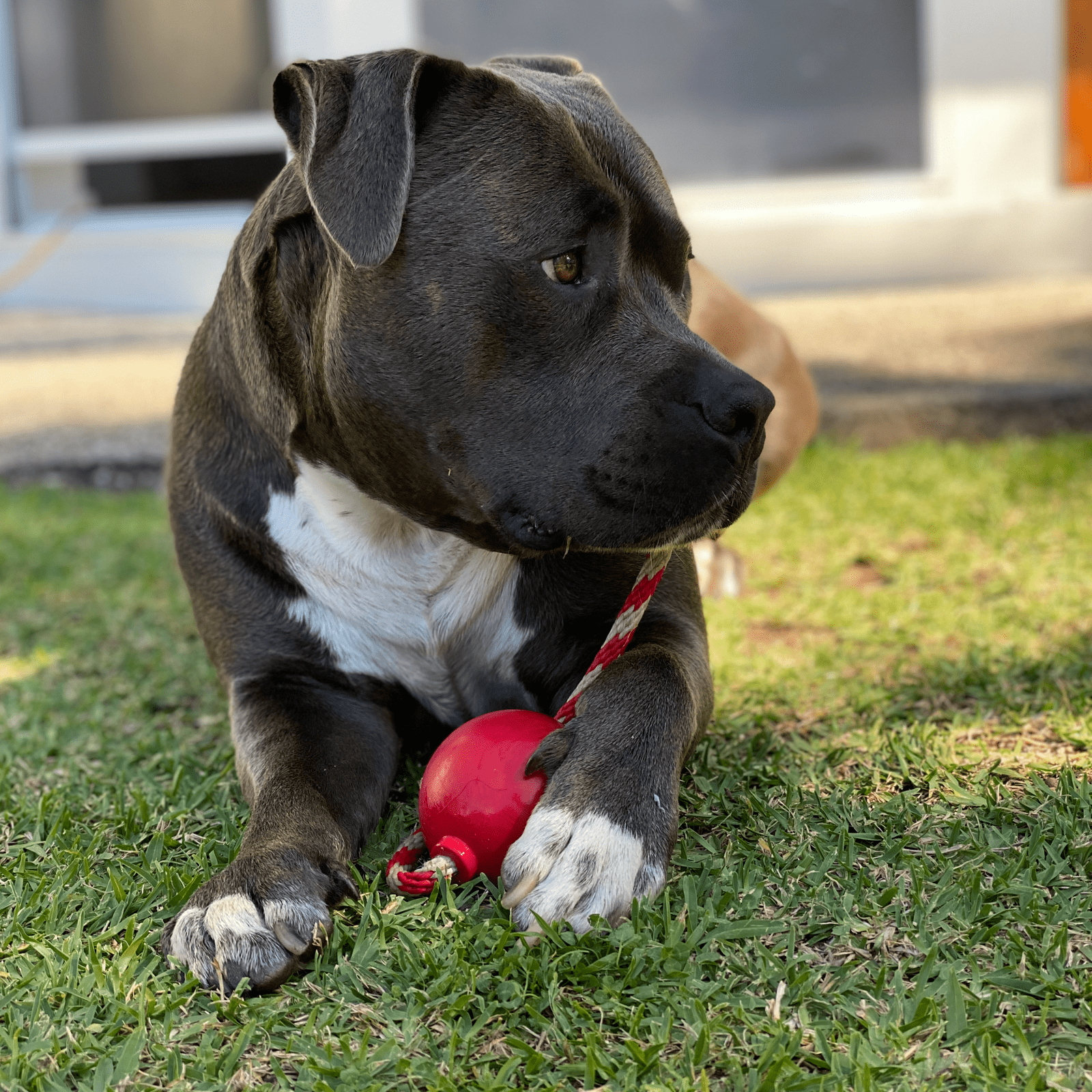 Chew and Fetch Cherrybomb from Rover Pet Products