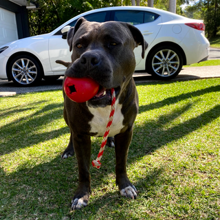 Latex Cherrybomb Chew and Retrieval Toy