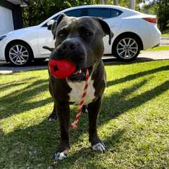 Latex Cherrybomb Chew and Retrieval Toy