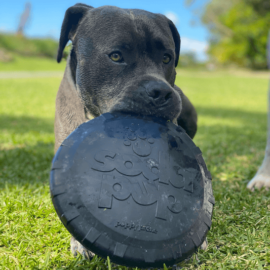 Magnum Bottle Top Flyer from Rover Pet Products and Sodapup Dog Toys. Tough frisbee fly in the air