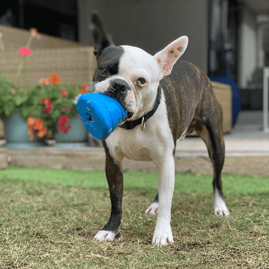 Blue Space Capsule Power Chewer toy from Rover Pet Products and Sodapup Dog Toys