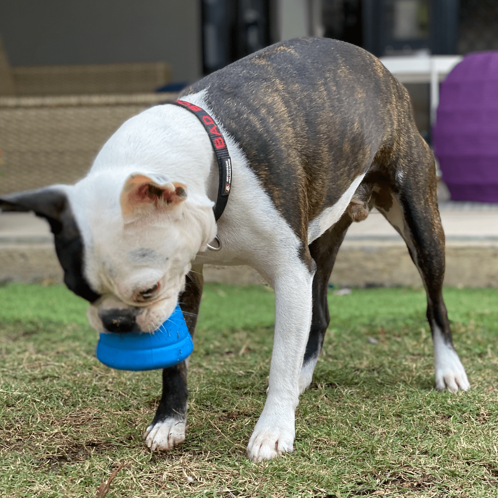 Blue Space Capsule Chew Toy from Rover Pet Products