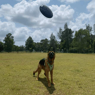 Magnum Bottle Top Flyer from Rover Pet Products