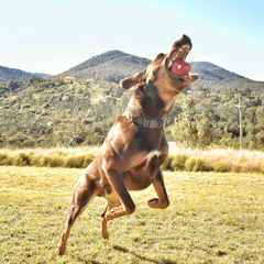 ASTEROID DOG CHEW TOY Tough Dog Chew Toy Being Caught From Rover Pet Products