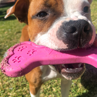 Nylon Pink Bone - Ballistic Grade Nylon Chew Toy from Sodapup Dog Toys