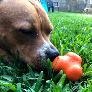 Ready to chew the Crazy Bounce from Rover Pet Products!