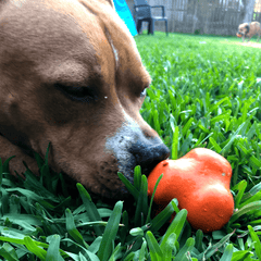 Ready to chew the Crazy Bounce from Rover Pet Products!