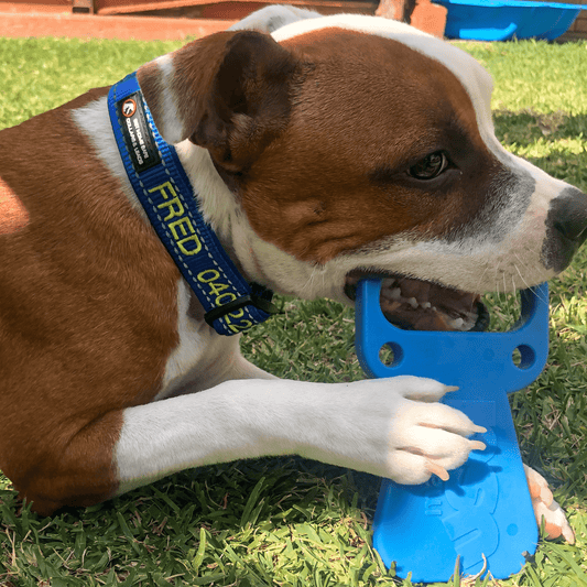 Nylon Pull Tab Power Chewer Dog Toy - Blue - 30 Day Chewproof Guarantee