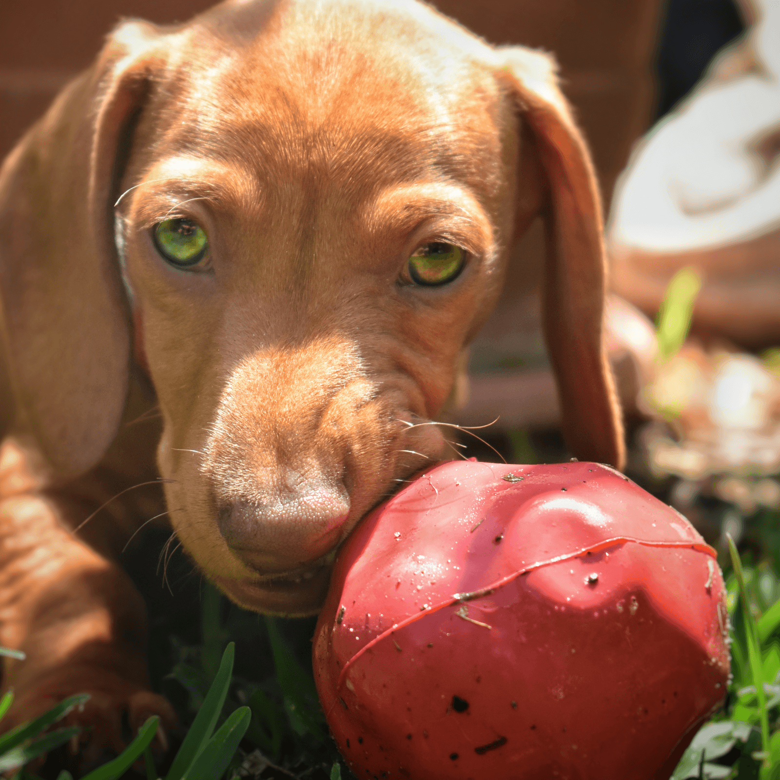 ASTEROID DOG CHEW TOY  Tough Dog Chew Toy From Rover Pet Products