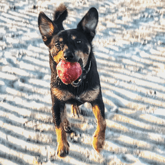 ASTEROID DOG CHEW TOY  RED Mega Tough Chew Toy