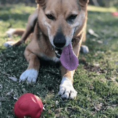 ASTEROID DOG CHEW TOY Tough Dog Chew Toy From Rover Pet Products