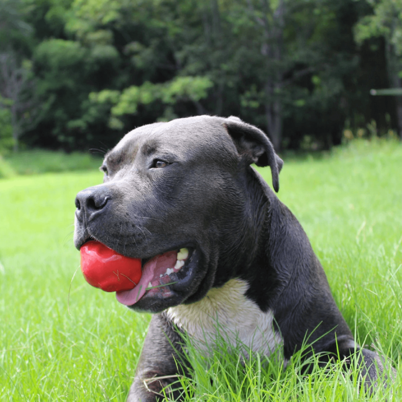 ASTEROID DOG CHEW TOY Tough Dog Chew Toy From Rover Pet Products