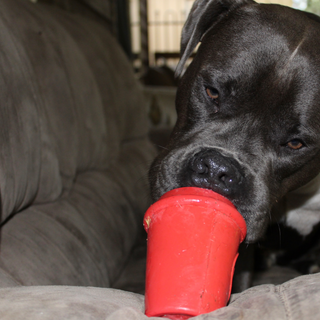 Coffee Cup and enrichment toy by Sodapup & Rover Pet Products