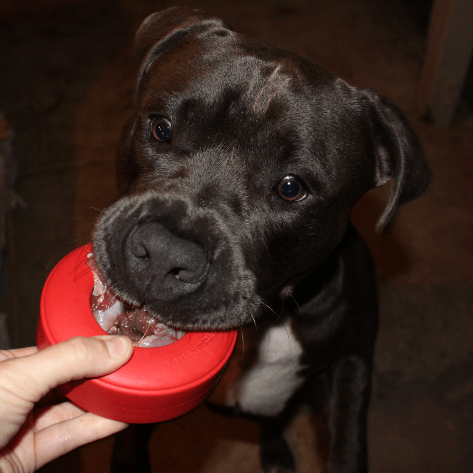 Enrichment Lifesaver Stuffed with Raw Dog Food from Rover Pet Products