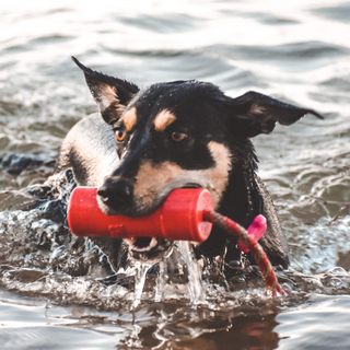 Water Retrieval Toy Firecracker from Rover Pet Products and Sodapup Dog Toys