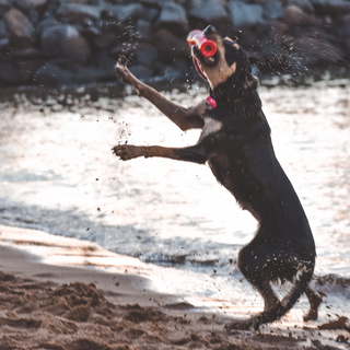 Firecracker Water Retrieval Toy from Rover Pet Products