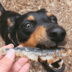 Catch Of The Day - Small Oily Fish