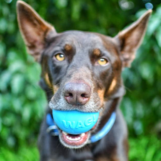 Floating chew toy - the W-A-G Ball from Rover Pet Products