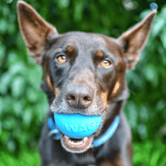 Floating chew toy - the W-A-G Ball from Rover Pet Products