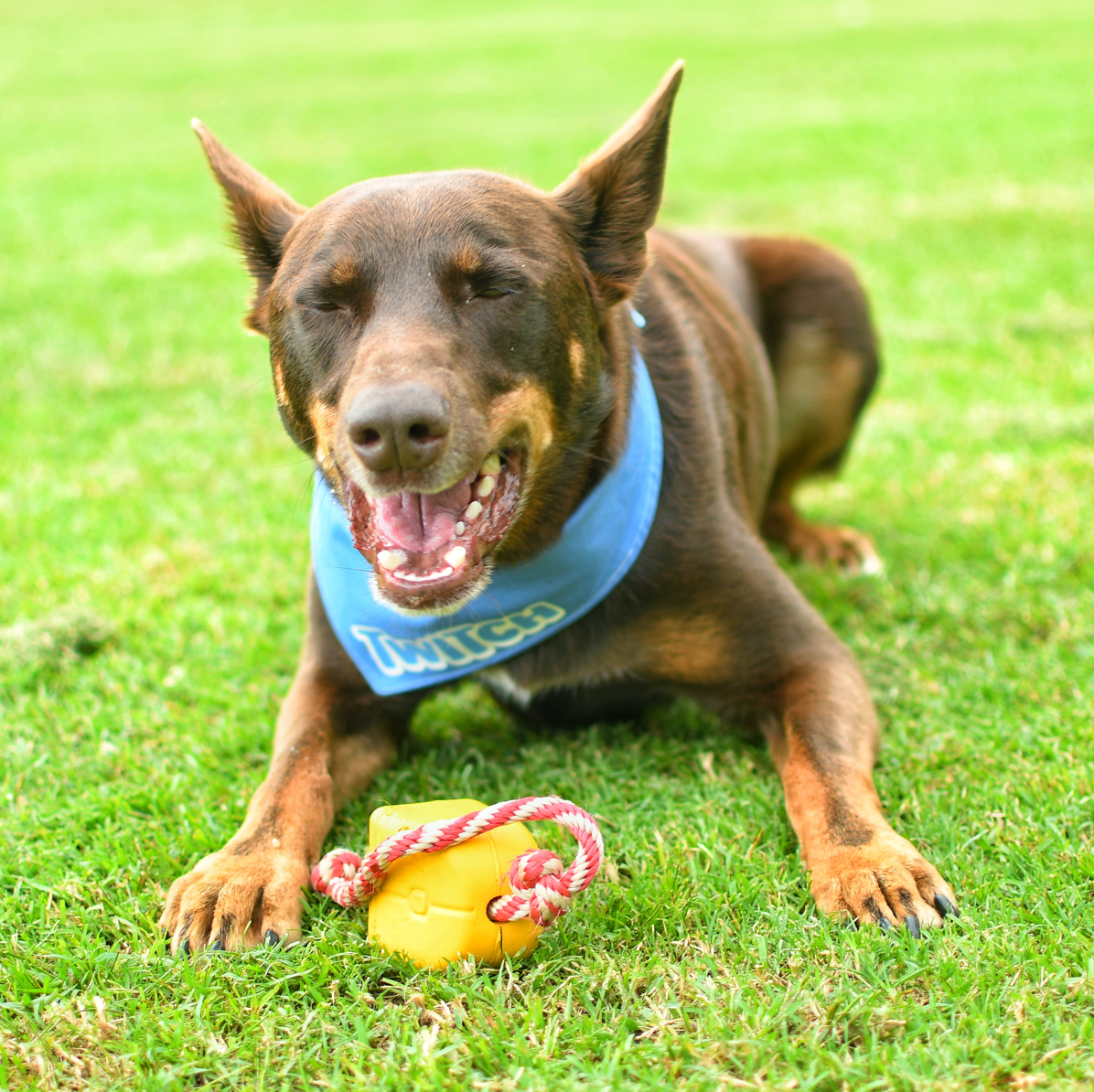 Computer deals dog toy