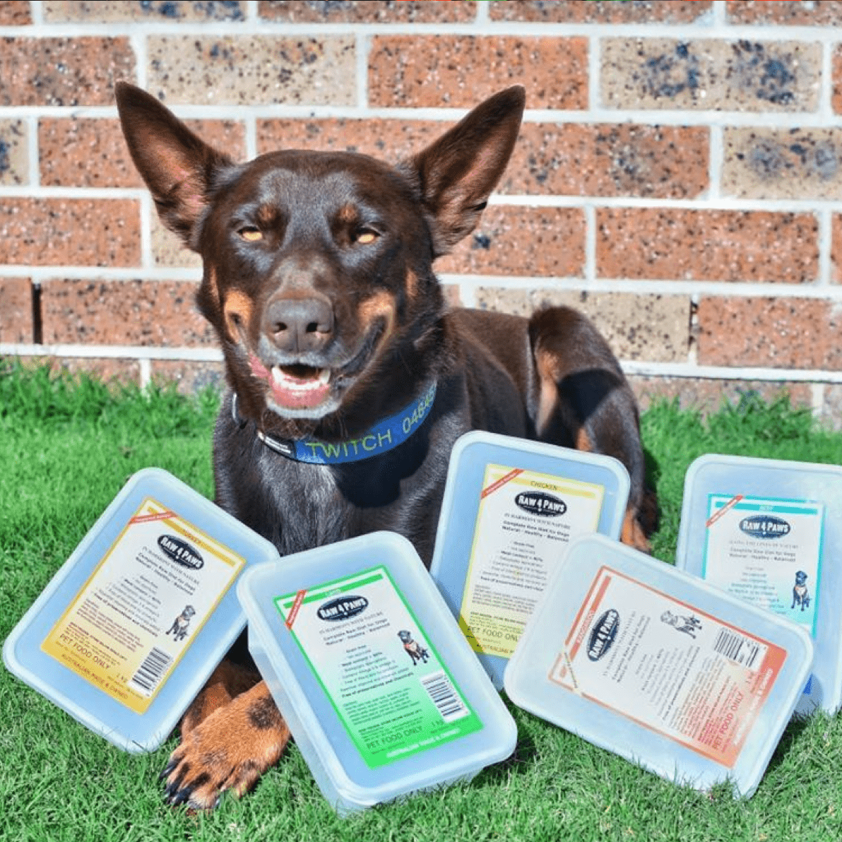 Healthy, Tasty Raw Dog Food