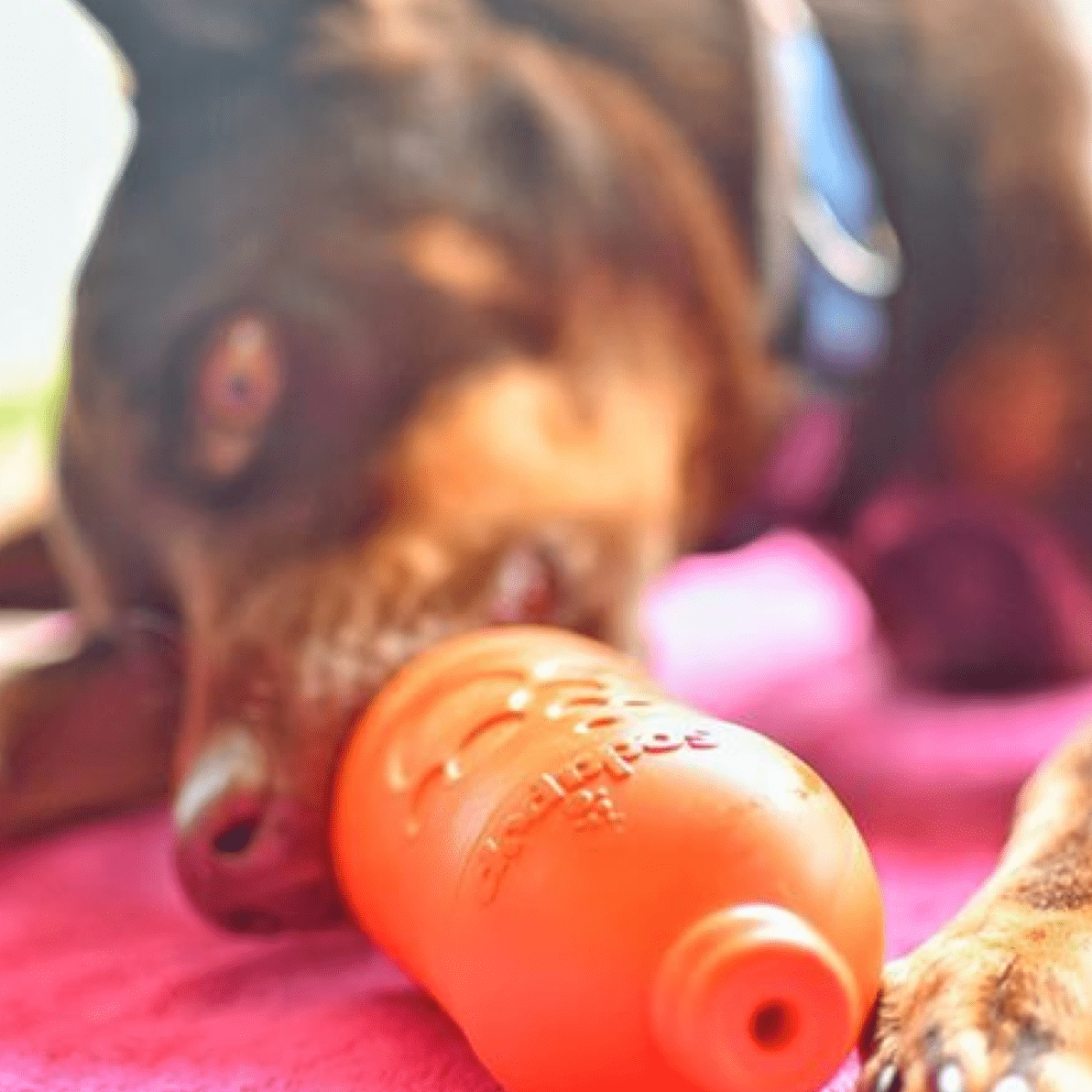 Sodapup Dog Toys Beer Bottle Filled with Raw4Paws