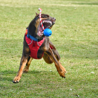 Cherrybomb Chew Toy from Rover Pet Products