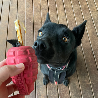 Enrichment Grenade Filled with Food For a Lucky Kelpie