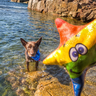 Rainbow Stanley The Starfish