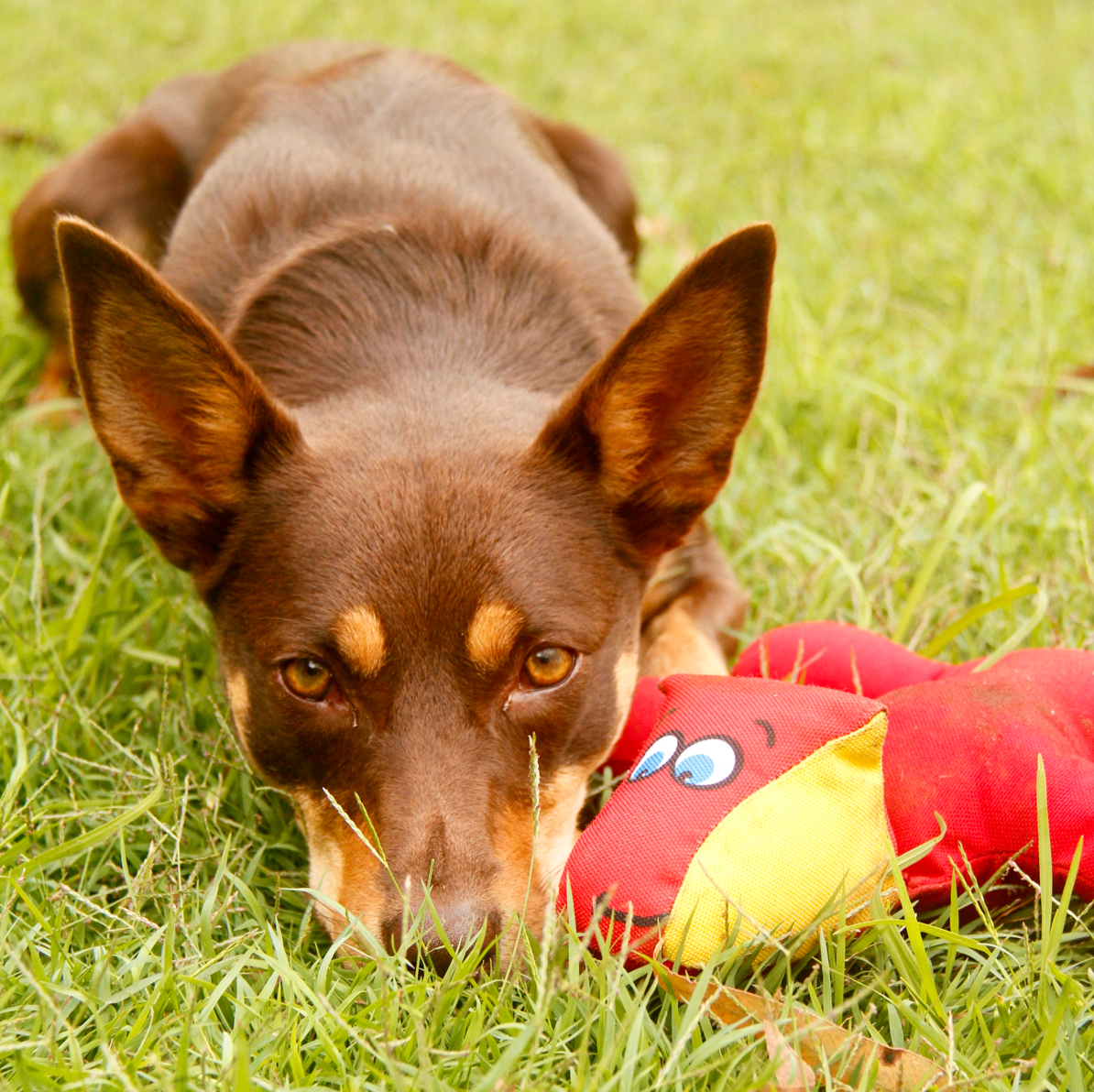 TuffMat!, Tough Dog Bed Australia, Rover Pet Products