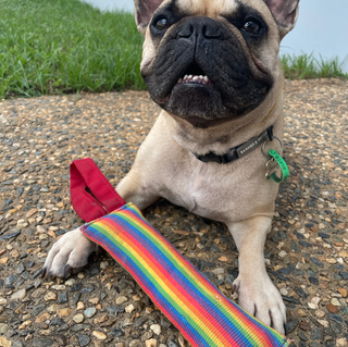 Rainbow Tug and Fetch Toy from Rover Pet Products