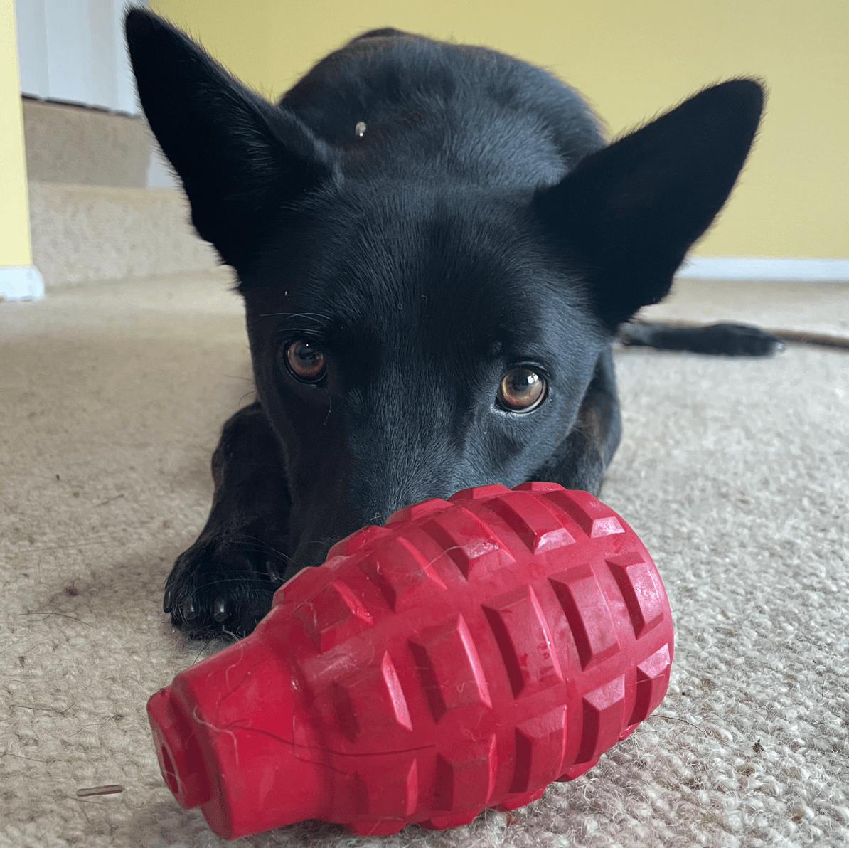 Latex Grenade Dog Chew Toy from Rover Pet Products