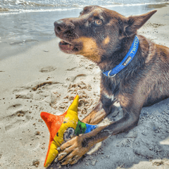 Rainbow Stanley The Starfish