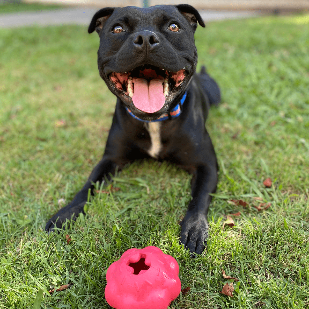 Tough Pink Dog Chew Toys for this boy!